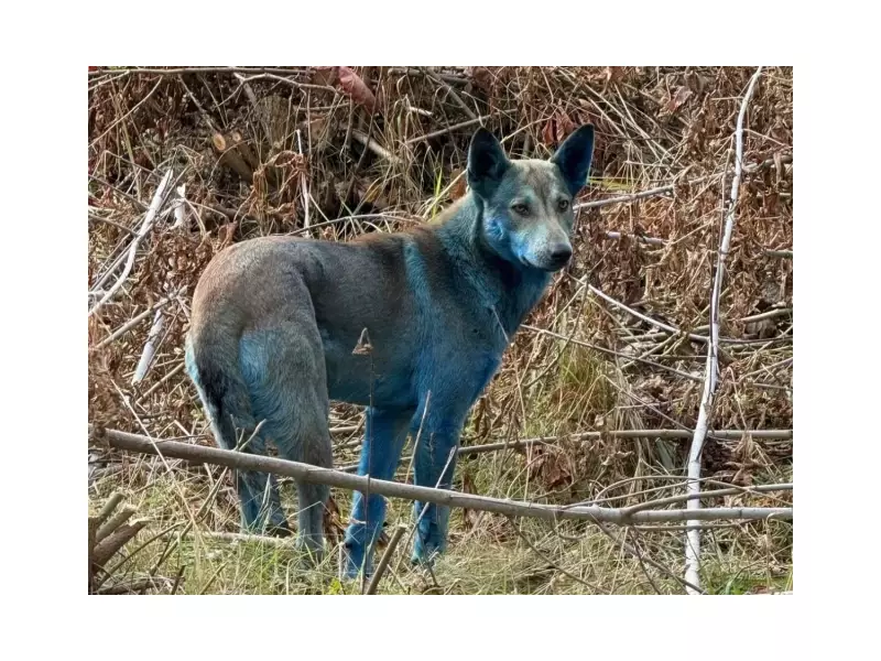 Mysterious Blue Dogs Spotted in Chernobyl Spark Radiation Mutation Investigation