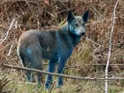 Mysterious Blue Dogs Spotted in Chernobyl Spark Radiation Mutation Investigation