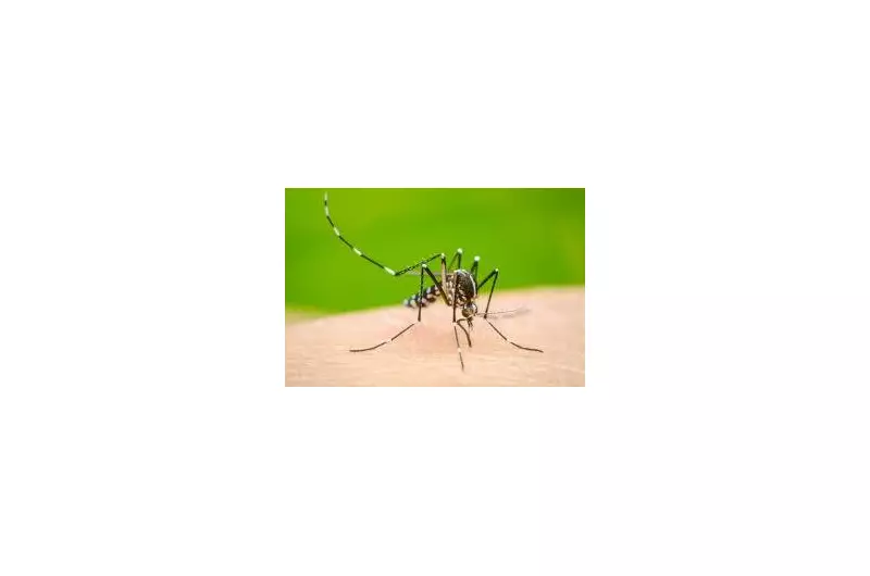 Dengue Outbreak Intensifies: Punjab and Sindh Report Alarming Case Surge