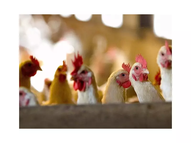 Europe on High Alert: Widespread Bird Flu Outbreak Forces Mass Poultry Lockdown