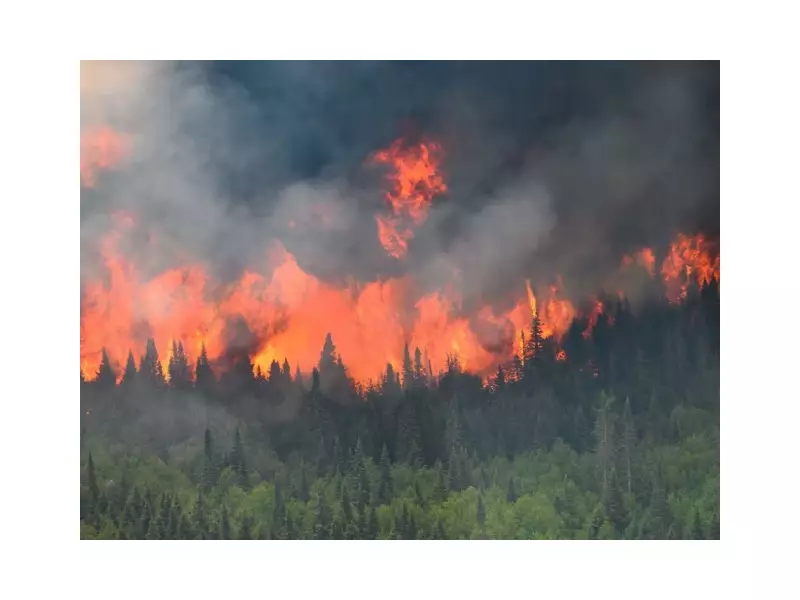 Forests Under Fire: Northern Hemisphere Battles Raging Wildfires and Scorching Heatwaves