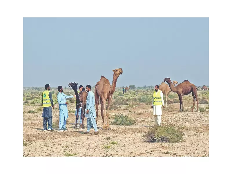Gul Ghoto Virus Confirmed in Cholistan Camels, Over 1,100 Animals Sick