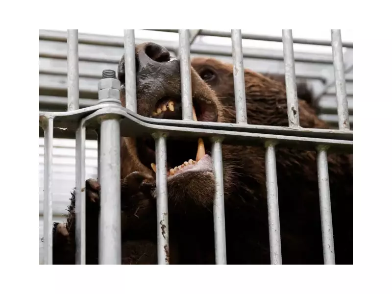 Japan Deploys Military Forces as Rampant Bear Attacks Hit Record High