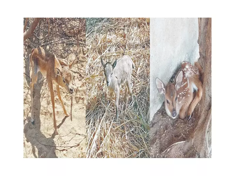 Karachi Records 65 Newborns in Single Day at JPMC