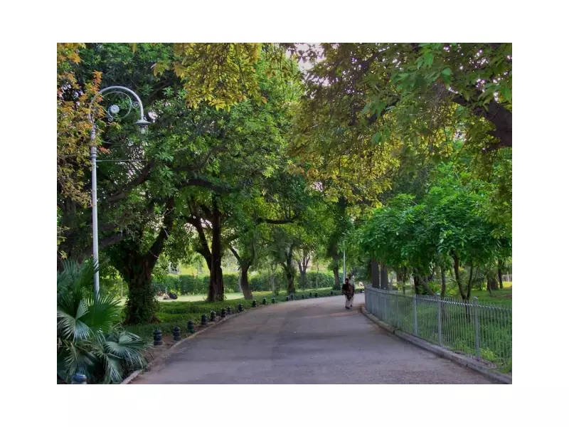 Nature's Air Purifiers: Pakistani Experts Declare Trees Crucial in Fight Against Pollution