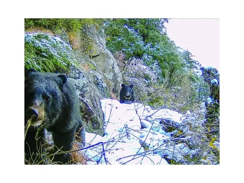 Pakistan's Bears Face Extinction Crisis: Urgent Conservation Action Needed