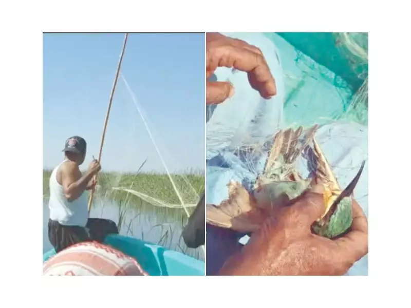 Poachers Trap Over 2,300 Siberian Migratory Birds in Pakistan