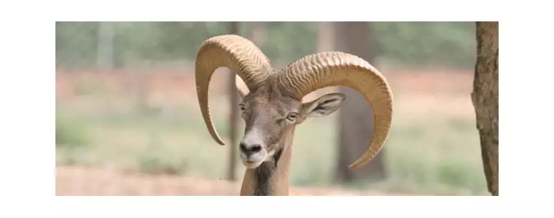 Punjab Urial Lambs Thrive Through Hand-Feeding Initiative