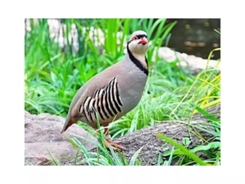 Punjab Wildlife Dept Arrests 8 for Illegal Hunting of Rare Species