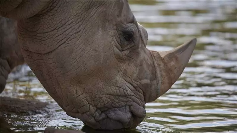 Singapore Seizes Record $800K Rhino Horns in Major Wildlife Bust
