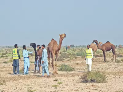 Gul Ghoto Virus Confirmed in Cholistan Camels, Over 1,100 Animals Sick
