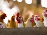 Europe on High Alert: Widespread Bird Flu Outbreak Forces Mass Poultry Lockdown