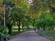 Nature's Air Purifiers: Pakistani Experts Declare Trees Crucial in Fight Against Pollution