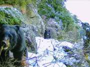 Pakistan's Bears Face Extinction Crisis: Urgent Conservation Action Needed