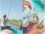 Poachers Trap Over 2,300 Siberian Migratory Birds in Pakistan