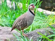 Punjab Wildlife Dept Arrests 8 for Illegal Hunting of Rare Species