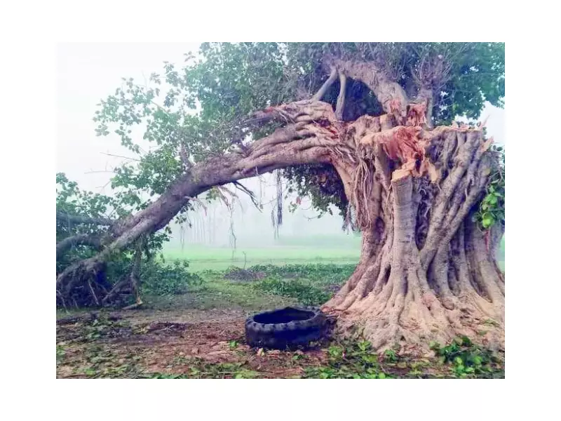 114-Year-Old Banyan Tree Cut Down in Faisalabad Village, Sparks Outrage