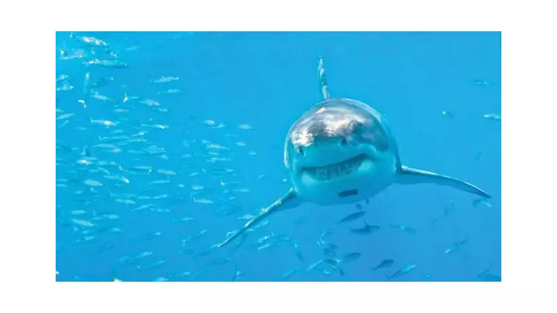 40 Great White Sharks Killed in 2025: Mediterranean Giants Face Extinction