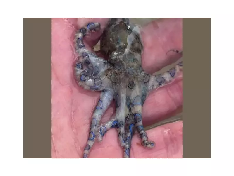 British Tourist's Close Call with Deadly Blue-Ringed Octopus in Philippines