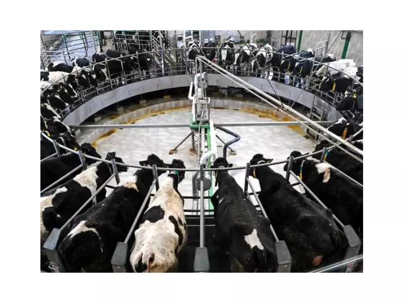 China Slaps Up to 42.7% Tariffs on EU Dairy in Trade Spat