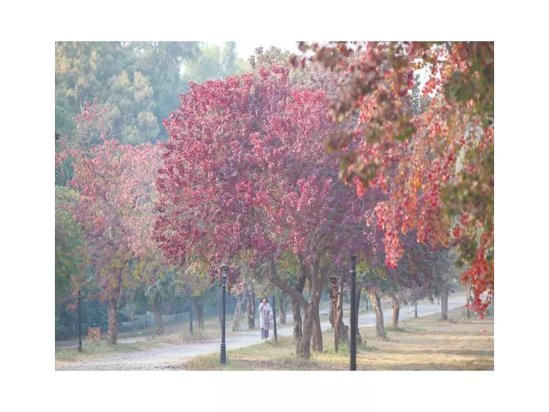 Islamabad's Autumn Magic: Parks Overflow with Visitors Amid Golden Foliage