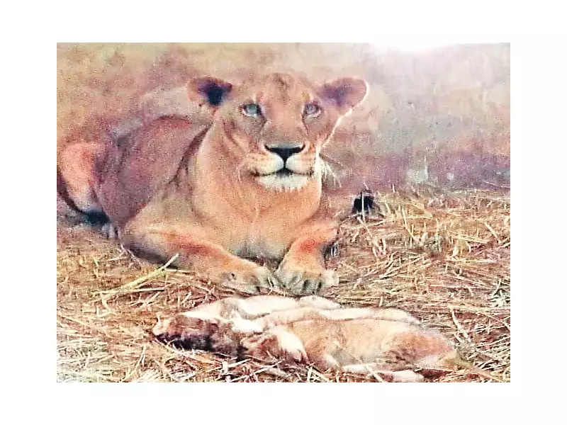 Sindh Bans Breeding of Big Cats, Exotic Animals at Karachi Zoo