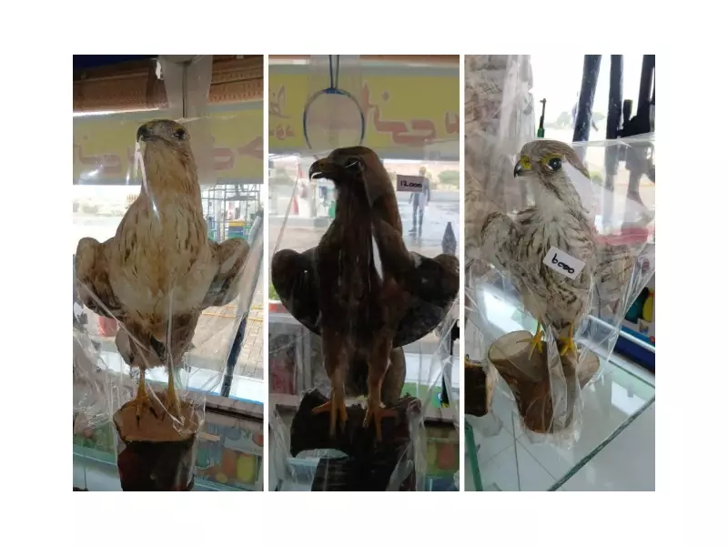 Stuffed Falcons, Eagles Sold on Pak Motorways Spark Conservation Alarm