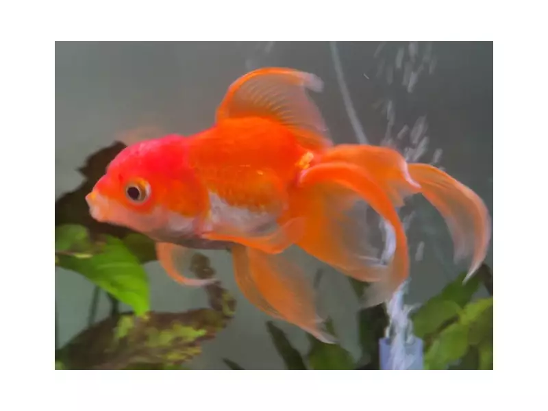 Tortellini, the Gaming Goldfish Who Beat Elden Ring Bosses, Dies at 3