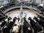 China Slaps Up to 42.7% Tariffs on EU Dairy in Trade Spat