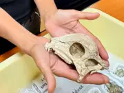 Massive Dinosaur Footprint Discovery Near 2026 Winter Olympics Venues in Italy