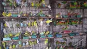 Punjab Wildlife May Extend Parrot Declaration Deadline After Huge Response