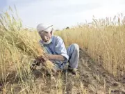 Rahim Yar Khan Canal Closure 2026 Announced: Farmers Demand Desilting