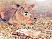 Sindh Bans Breeding of Big Cats, Exotic Animals at Karachi Zoo