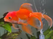 Tortellini, the Gaming Goldfish Who Beat Elden Ring Bosses, Dies at 3