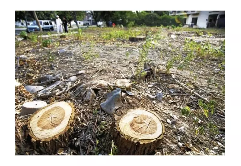 IHC Halts CDA: Restrains Tree Cutting in Islamabad