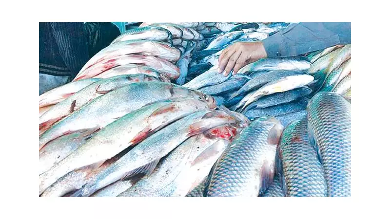 Pakistan's Seafood Exports to China Surge to $255 Million in 2025