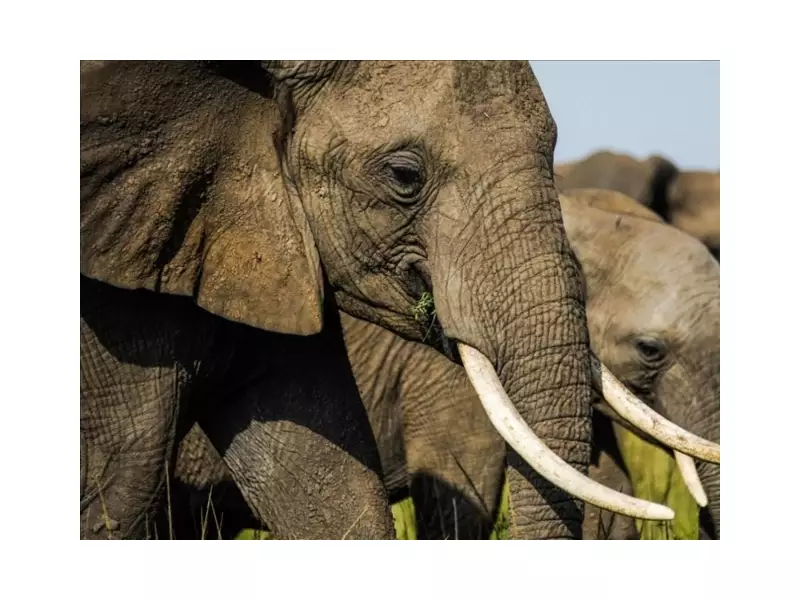 Rampaging Elephant Kills 20 in Jharkhand, Sparks Wildlife-Human Conflict Debate