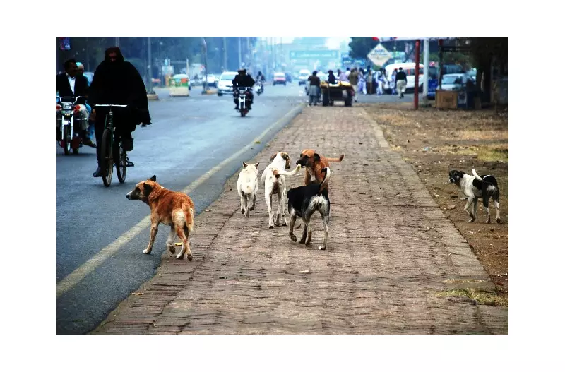 SHC Orders Sindh Govt to Report on Stray Dogs & Rabies Control Failures