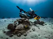 Global High Seas Treaty Takes Effect, Aims for 30% Ocean Protection by 2030