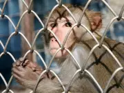 Monkeys Escape from Zoo During Feeding Time, Sparking Citywide Search