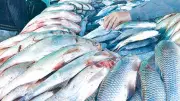 Pakistan's Seafood Exports to China Surge to $255 Million in 2025