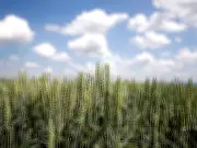 Timely Wet Spell Brings Crucial Relief to Pakistan's Agricultural Crops