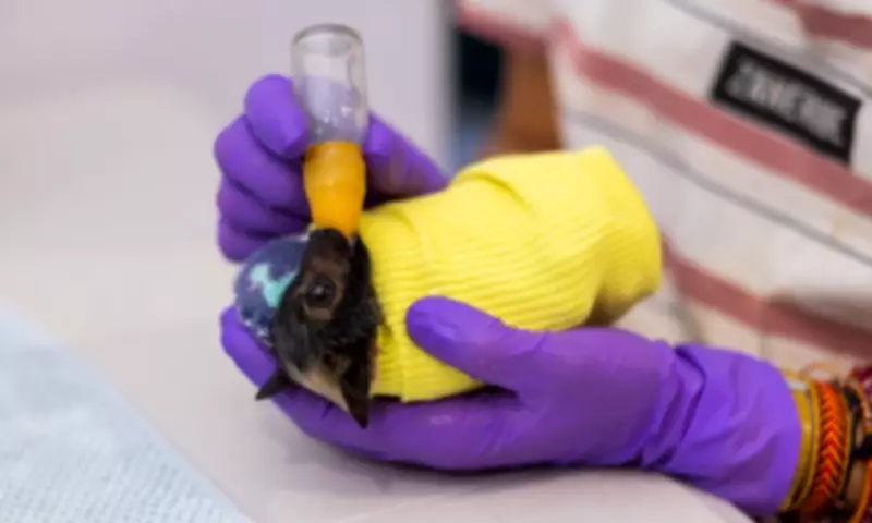 Inside Pakistan's Unique Bat Hospital: Caring for Unbearably Cute Patients