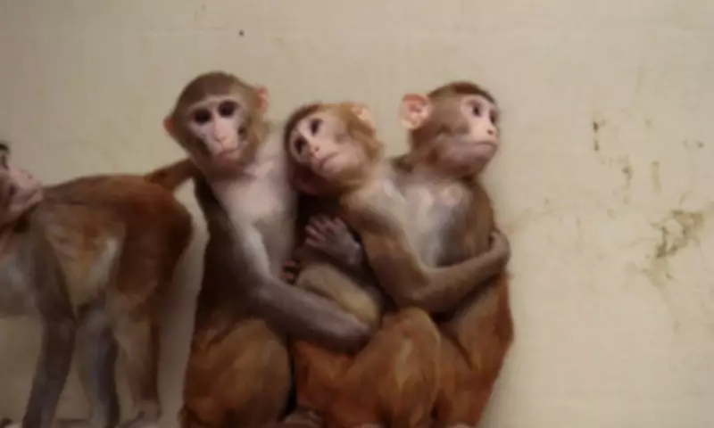 Lab Monkeys May Soon Be Replaced by Advanced Alternatives in Research