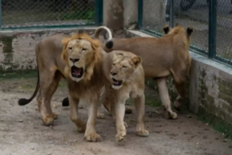Lahore Safari Zoo Welcomes 18 Lion Cubs, Hand-Rearing Ensures Survival