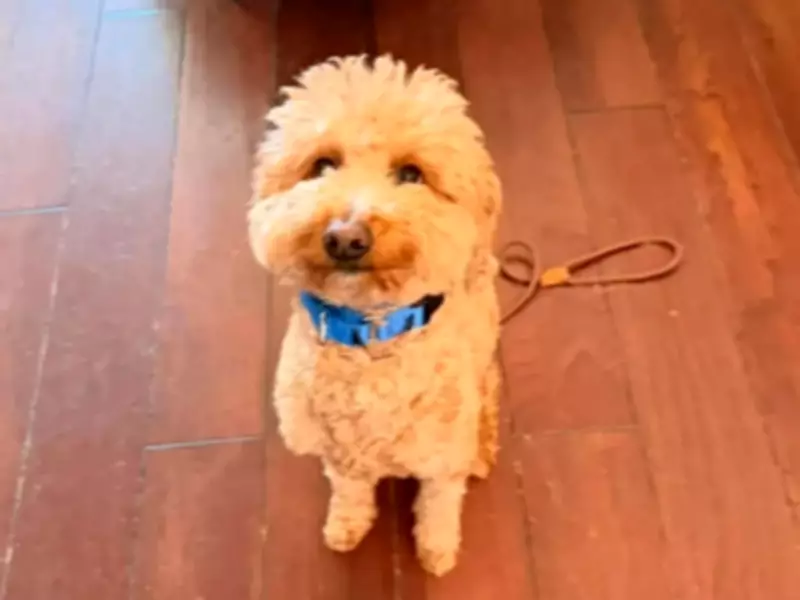 Woman Arrested for Allegedly Abandoning Dog at Las Vegas Airport