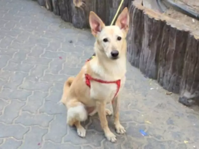 Dubai Expats Abandon Pets Amidst Regional Missile Strikes and Economic Strain