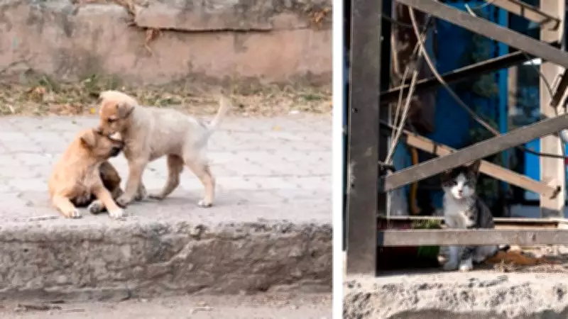 Pakistan's Kinder Strays: A New Approach to Animal Welfare