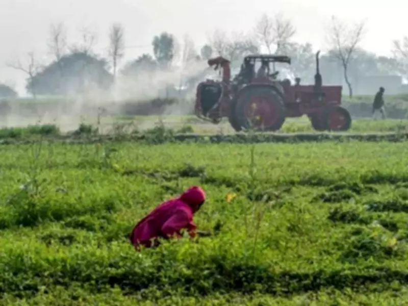 Sindh's Agricultural Crisis: 40% Post-Harvest Losses Threaten Pakistan's Food Future