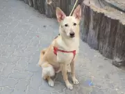 Dubai Expats Abandon Pets Amidst Regional Missile Strikes and Economic Strain